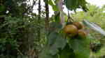 Pyrus pyrifolia im Garten pflanzen (Einrichtungsbeispiele mit Nashi-Birne) Pyrus pyrifolia im Garten pflanzen (Einrichtungsbeispiele mit Nashi-Birne)