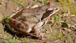 Rana dalmatina im Gartenteich (Einrichtungsbeispiele mit Springfröschen) Rana dalmatina im Gartenteich (Einrichtungsbeispiele mit Springfröschen)