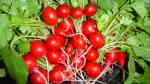 Raphanus sativus var. sativus im Garten pflanzen (Einrichtungsbeispiele mit Radischen) Raphanus sativus var. sativus im Garten pflanzen (Einrichtungsbeispiele mit Radischen)