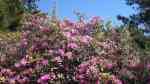 Rhododendron im Garten pflanzen (Einrichtungsbeispiele mit Rhododendren) Rhododendron im Garten pflanzen (Einrichtungsbeispiele mit Rhododendren)