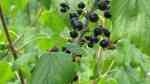 Ribes nigrum am Gartenteich pflanzen (Einrichtungsbeispiele mit Schwarze Johannisbeere) Ribes nigrum am Gartenteich pflanzen (Einrichtungsbeispiele mit Schwarze Johannisbeere)