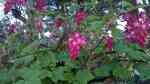 Ribes sanguineum im Garten pflanzen (Einrichtungsbeispiele mit Blut-Johannisbeere) Ribes sanguineum im Garten pflanzen (Einrichtungsbeispiele mit Blut-Johannisbeere)