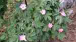 Rosa villosa im Garten pflanzen (Einrichtungsbeispiele mit Apfelrose) Rosa villosa im Garten pflanzen (Einrichtungsbeispiele mit Apfelrose)