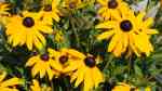 Rudbeckia hirta am Gartenteich pflanzen (Einrichtungsbeispiele mit Rauer Sonnenhut) Rudbeckia hirta am Gartenteich pflanzen (Einrichtungsbeispiele mit Rauer Sonnenhut)