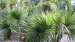 Sabal minor im Garten pflanzen (Einrichtungsbeispiele mit Zwergpalmettopalme) Sabal minor im Garten pflanzen (Einrichtungsbeispiele mit Zwergpalmettopalme)