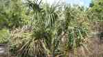 Sabal palmetto im Garten pflanzen (Einrichtungsbeispiele mit Palmettopalme) Sabal palmetto im Garten pflanzen (Einrichtungsbeispiele mit Palmettopalme)
