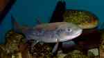 Salmo trutta im Teich halten (Einrichtungsbeispiele mit Forellen) Salmo trutta im Teich halten (Einrichtungsbeispiele mit Forellen)
