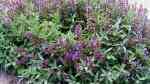 Salvia officinalis am Gartenteich (Einrichtungsbeispiele mit Echter Salbei) Salvia officinalis am Gartenteich (Einrichtungsbeispiele mit Echter Salbei)