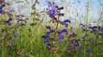 Salvia pratensis im Garten pflanzen (Einrichtungsbeispiele mit Wiesensalbei) Salvia pratensis im Garten pflanzen (Einrichtungsbeispiele mit Wiesensalbei)