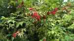 Sambucus racemosa im Garten pflanzen (Einrichtungsbeispiele mit Roter Holunder) Sambucus racemosa im Garten pflanzen (Einrichtungsbeispiele mit Roter Holunder)