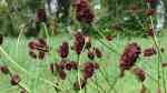 Sanguisorba officinalis im Garten pflanzen (Einrichtungsbeispiele mit Großer Wiesenknopf) Sanguisorba officinalis im Garten pflanzen (Einrichtungsbeispiele mit Großer Wiesenknopf)
