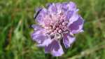 Scabiosa columbaria im Garten pflanzen (Einrichtungsbeispiele mit Tauben-Skabiose) Scabiosa columbaria im Garten pflanzen (Einrichtungsbeispiele mit Tauben-Skabiose)