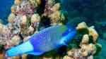 Scarus frenatus im Aquarium halten (Einrichtungsbeispiele für Grünbürzel-Papageifisch) Scarus frenatus im Aquarium halten (Einrichtungsbeispiele für Grünbürzel-Papageifisch)