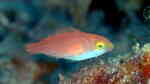 Scarus fuscocaudalis im Aquarium halten (Einrichtungsbeispiele für Dunkelschweif-Papageifisch) Scarus fuscocaudalis im Aquarium halten (Einrichtungsbeispiele für Dunkelschweif-Papageifisch)