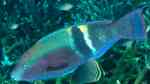 Scarus schlegeli im Aquarium halten (Einrichtungsbeispiele für Schlegels Papageifisch) Scarus schlegeli im Aquarium halten (Einrichtungsbeispiele für Schlegels Papageifisch)