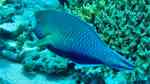 Scarus viridifucatus im Aquarium halten (Einrichtungsbeispiele für Rundkopf-Papageifisch) Scarus viridifucatus im Aquarium halten (Einrichtungsbeispiele für Rundkopf-Papageifisch)