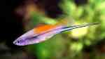 Xiphophorus hellerii im Aquarium halten (Einrichtungsbeispiele mit Schwertträgern) Xiphophorus hellerii im Aquarium halten (Einrichtungsbeispiele mit Schwertträgern)