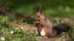 Sciurus vulgaris im Garten (Einrichtungsbeispiele mit Europäisches Eichhörnchen) Sciurus vulgaris im Garten (Einrichtungsbeispiele mit Europäisches Eichhörnchen)