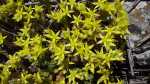 Sedum acre im Garten pflanzen (Einrichtungsbeispiele mit Scharfer Mauerpfeffer) Sedum acre im Garten pflanzen (Einrichtungsbeispiele mit Scharfer Mauerpfeffer)