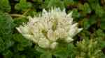 Sedum spurium im Garten pflanzen (Einrichtungsbeispiele mit Kaukasus-Asienfetthenne) Sedum spurium im Garten pflanzen (Einrichtungsbeispiele mit Kaukasus-Asienfetthenne)