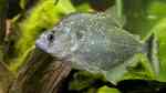 Serrasalmus geryi im Aquarium halten (Einrichtungsbeispiele für Serrasalmus geryi) Serrasalmus geryi im Aquarium halten (Einrichtungsbeispiele für Serrasalmus geryi)