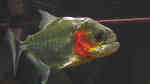 Serrasalmus manueli im Aquarium halten (Einrichtungsbeispiele für Manuelis Piranha) Serrasalmus manueli im Aquarium halten (Einrichtungsbeispiele für Manuelis Piranha)