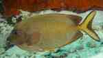 Siganus punctatissimus im Aquarium halten (Einrichtungsbeispiele für Pünktchen-Kaninchenfisch) Siganus punctatissimus im Aquarium halten (Einrichtungsbeispiele für Pünktchen-Kaninchenfisch)