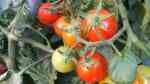 Solanum lycopersicum im Garten pflanzen (Einrichtungsbeispiele mit Tomaten) Solanum lycopersicum im Garten pflanzen (Einrichtungsbeispiele mit Tomaten)
