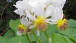 Sparmannia africana im Garten pflanzen (Einrichtungsbeispiele mit Kapländische Zimmerlinde) Sparmannia africana im Garten pflanzen (Einrichtungsbeispiele mit Kapländische Zimmerlinde)