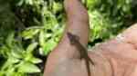 Sphaerodactylus notatus im Terrarium halten (Einrichtungsbeispiele für Gefleckter Knopfgeckos) Sphaerodactylus notatus im Terrarium halten (Einrichtungsbeispiele für Gefleckter Knopfgeckos)