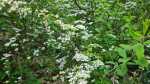 Spiraea arguta im Garten pflanzen (Einrichtungsbeispiele mit Braut-Spierstrauch) Spiraea arguta im Garten pflanzen (Einrichtungsbeispiele mit Braut-Spierstrauch)
