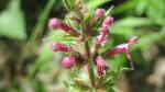 Stachys sylvatica im Garten pflanzen (Einrichtungsbeispiele mit Wald-Ziest) Stachys sylvatica im Garten pflanzen (Einrichtungsbeispiele mit Wald-Ziest)