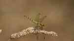 Sympetrum vulgatum im Garten (Einrichtungsbeispiele mit Gemeine Heidelibelle) Sympetrum vulgatum im Garten (Einrichtungsbeispiele mit Gemeine Heidelibelle)