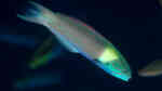 Thalassoma amblycephalum im Aquarium halten (Einrichtungsbeispiele für Zweifarben-Lippfisch) Thalassoma amblycephalum im Aquarium halten (Einrichtungsbeispiele für Zweifarben-Lippfisch)