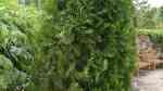 Thuja occidentalis im Garten pflanzen (Einrichtungsbeispiele mit Abendländischer Lebensbaum) Thuja occidentalis im Garten pflanzen (Einrichtungsbeispiele mit Abendländischer Lebensbaum)