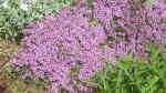 Thymus serpyllum am Gartenteich pflanzen (Einrichtungsbeispiele mit Sand-Thymian) Thymus serpyllum am Gartenteich pflanzen (Einrichtungsbeispiele mit Sand-Thymian)