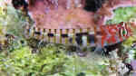 Tigrigobius redimiculus im Aquarium halten (Einrichtungsbeispiele für Tigrigobius redimiculus) Tigrigobius redimiculus im Aquarium halten (Einrichtungsbeispiele für Tigrigobius redimiculus)
