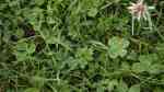 Trifolium repens im Garten pflanzen (Einrichtungsbeispiele mit Weißklee) Trifolium repens im Garten pflanzen (Einrichtungsbeispiele mit Weißklee)