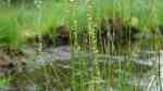 Triglochin palustris am Gartenteich (Einrichtungsbeispiele mit Sumpf-Dreizack)