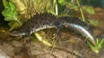 Triturus cristatus im Garten (Einrichtungsbeispiele mit Kammmolch) Triturus cristatus im Garten (Einrichtungsbeispiele mit Kammmolch)
