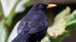 Turdus merula im Garten (Einrichtungsbeispiele mit Amsel) Turdus merula im Garten (Einrichtungsbeispiele mit Amsel)