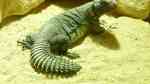 Uromastyx acanthinura im Terrarium halten (Einrichtungsbeispiele für Nordafrikanische Dornschwanzagame) Uromastyx acanthinura im Terrarium halten (Einrichtungsbeispiele für Nordafrikanische Dornschwanzagame)