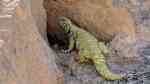 Uromastyx ornata im Terrarium halten (Einrichtungsbeispiele mit Dornschwanzagamen) Uromastyx ornata im Terrarium halten (Einrichtungsbeispiele mit Dornschwanzagamen)