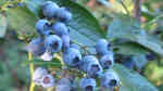 Vaccinium corymbosum am Gartenteich pflanzen (Einrichtungsbeispiele mit Amerikanische Heidelbeere) Vaccinium corymbosum am Gartenteich pflanzen (Einrichtungsbeispiele mit Amerikanische Heidelbeere)