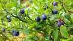 Vaccinium myrtillus im Garten pflanzen (Einrichtungsbeispiele mit Heidelbeere) Vaccinium myrtillus im Garten pflanzen (Einrichtungsbeispiele mit Heidelbeere)