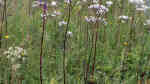 Valeriana officinalis am Gartenteich (Einrichtungsbeispiele mit Echter Baldrian) Valeriana officinalis am Gartenteich (Einrichtungsbeispiele mit Echter Baldrian)