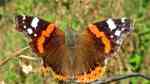 Vanessa atalanta im Garten (Einrichtungsbeispiele mit Admiral) Vanessa atalanta im Garten (Einrichtungsbeispiele mit Admiral)