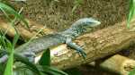Varanus macraei im Terrarium halten (Einrichtungsbeispiele mit Blauer Baumwaran) Varanus macraei im Terrarium halten (Einrichtungsbeispiele mit Blauer Baumwaran)