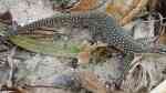 Varanus timorensis im Terrarium halten (Einrichtungsbeispiele für Timorwarane) Varanus timorensis im Terrarium halten (Einrichtungsbeispiele für Timorwarane)
