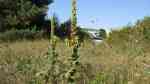 Verbascum thapsus im Garten pflanzen (Einrichtungsbeispiele mit Kleinblütige Königskerze) Verbascum thapsus im Garten pflanzen (Einrichtungsbeispiele mit Kleinblütige Königskerze)